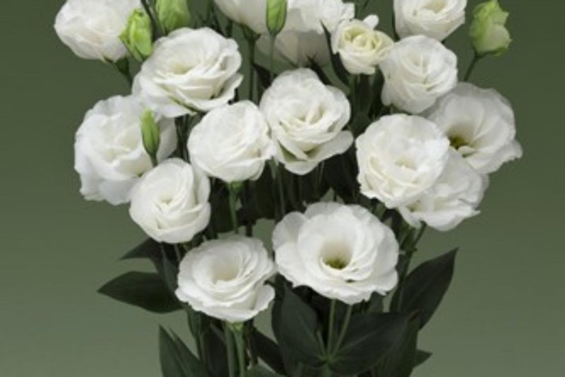 Эустома (Lisianthus)