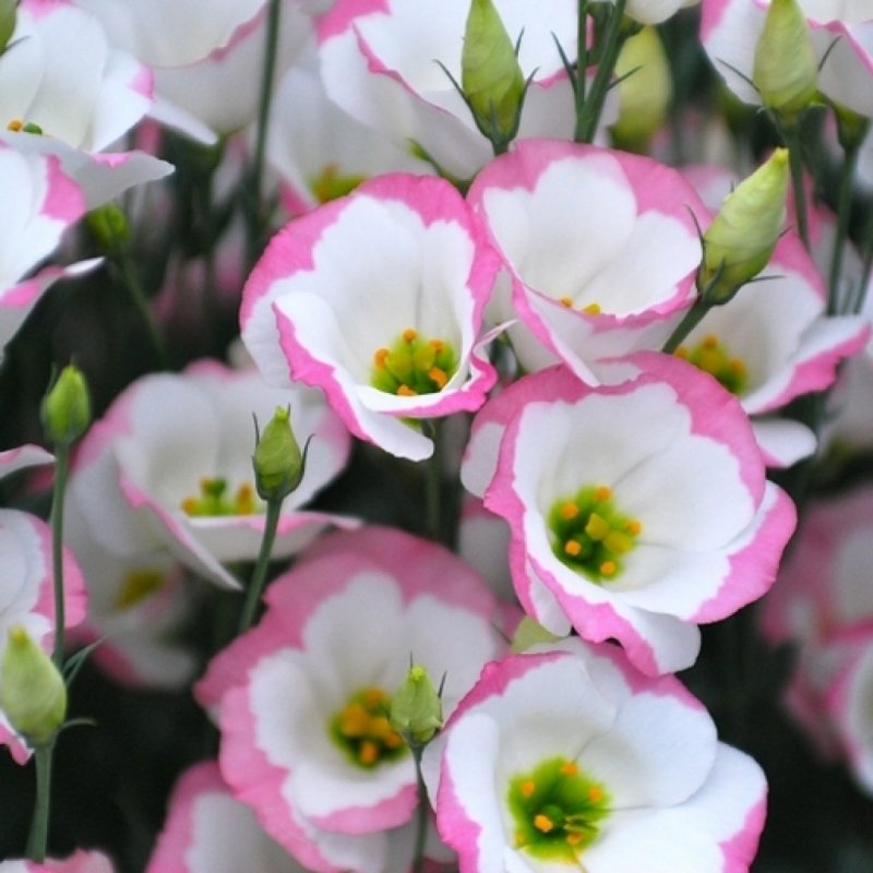 Эустома (Lisianthus)