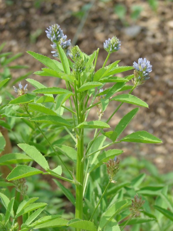 Голубой пажитник (Trigonella caerulea