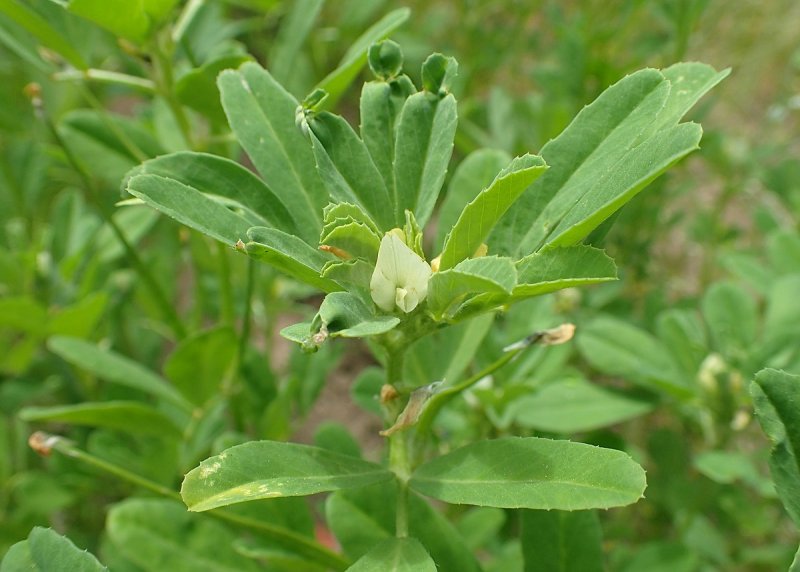 Trigonella foenum-graecum