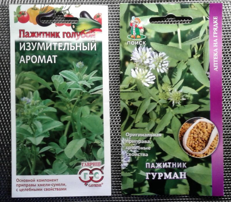 Трава пажитник семена