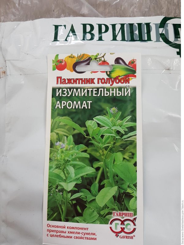 Пажитник голубой изумительный аромат