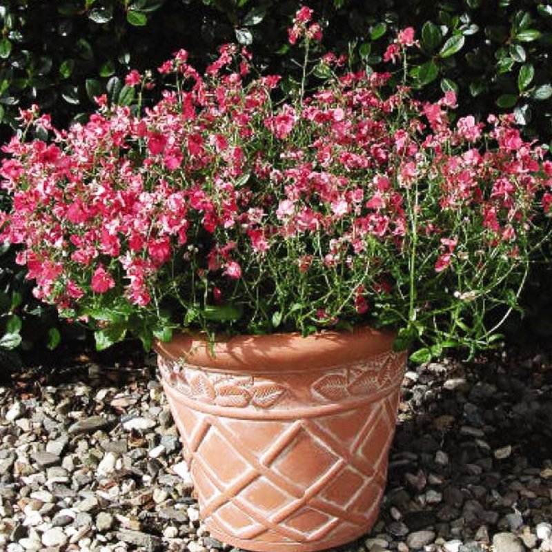 Диасция Diascia Darla Light Pink