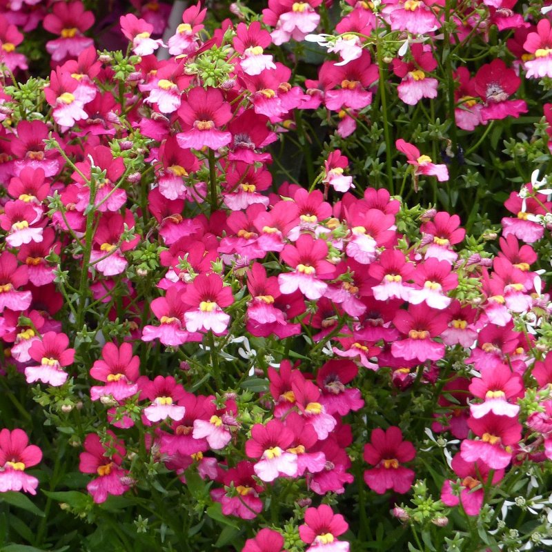 Diascia capensis