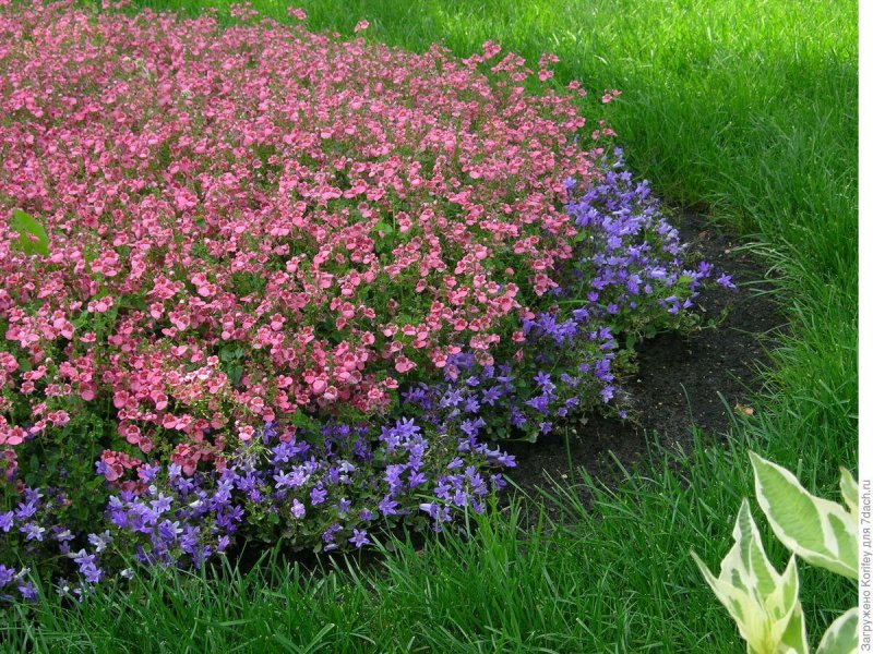 Diascia barberae