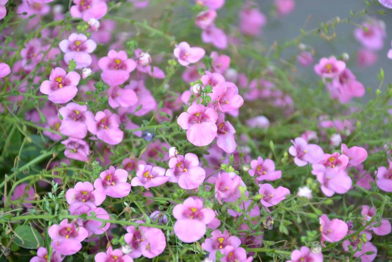 Diascia barberae