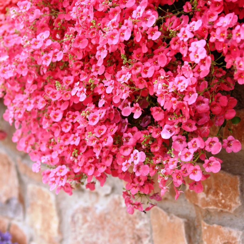 Diascia rigescens