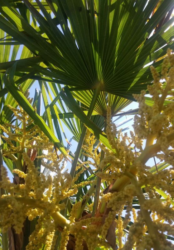 Trachycarpus fortunei