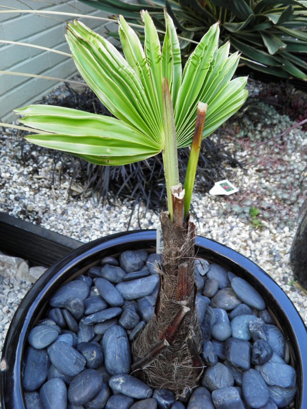 Chamaerops Excelsa