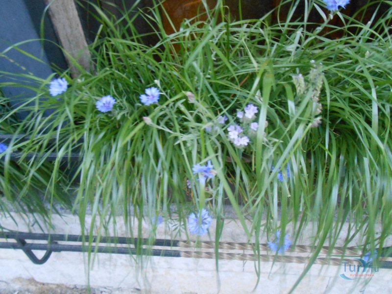 Гортензия Blue в саду