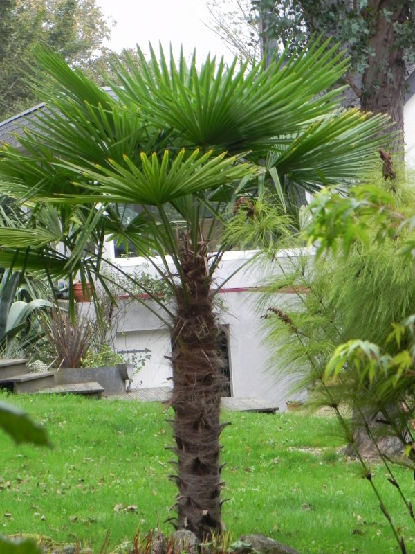 Трахикарпус Форчуна (Trachycarpus fortunei)