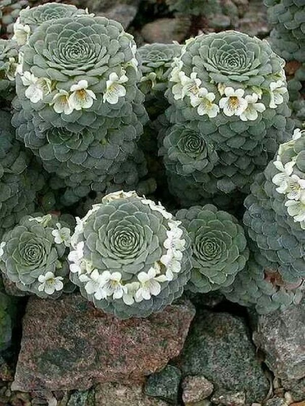 Viola columnaris
