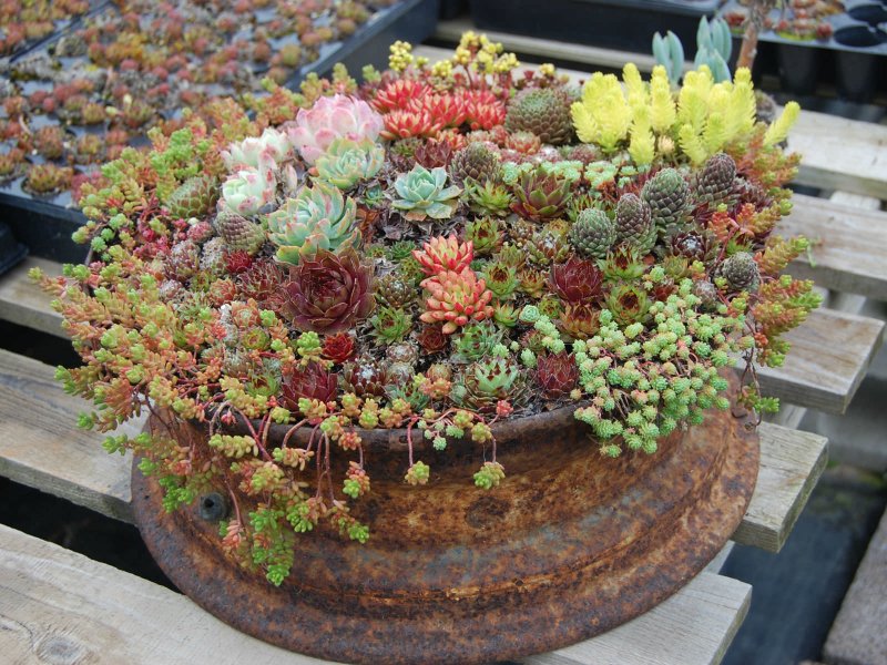 Суккулент лайф