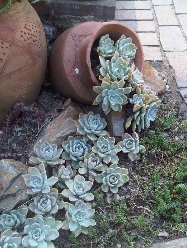 Суккуленты уличные