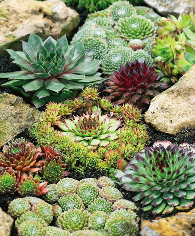 Молодило, «каменная роза» (Sempervivum)