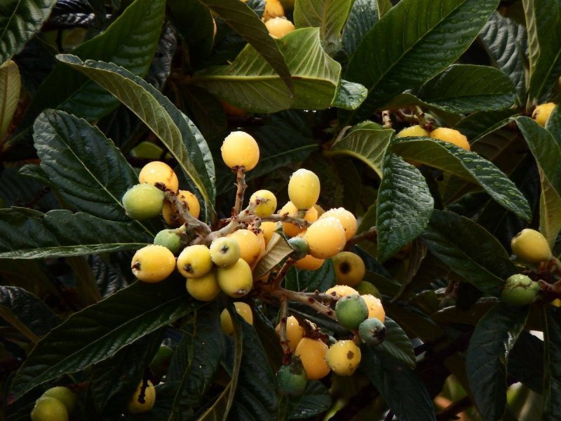 Мушмула японская Eriobotrya japonica