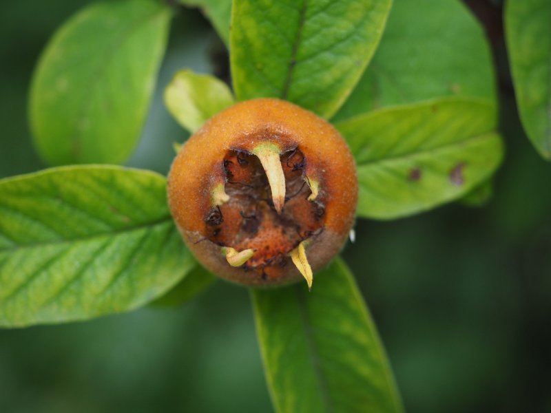 Mespilus Germanica мушмула Германская