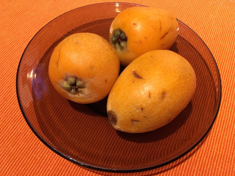 Мушмула японская Eriobotrya japonica