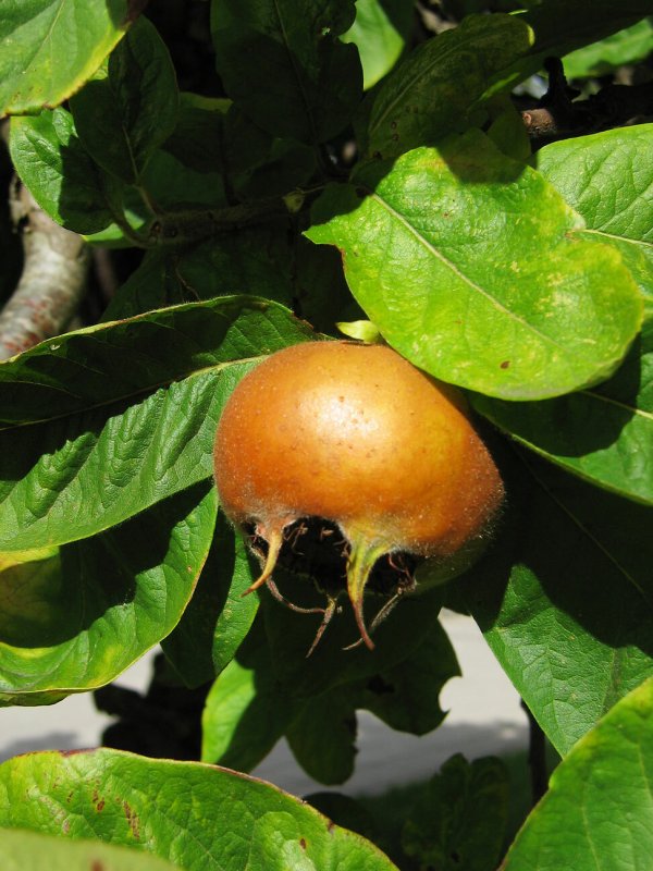 Mespilus Germanica мушмула Германская