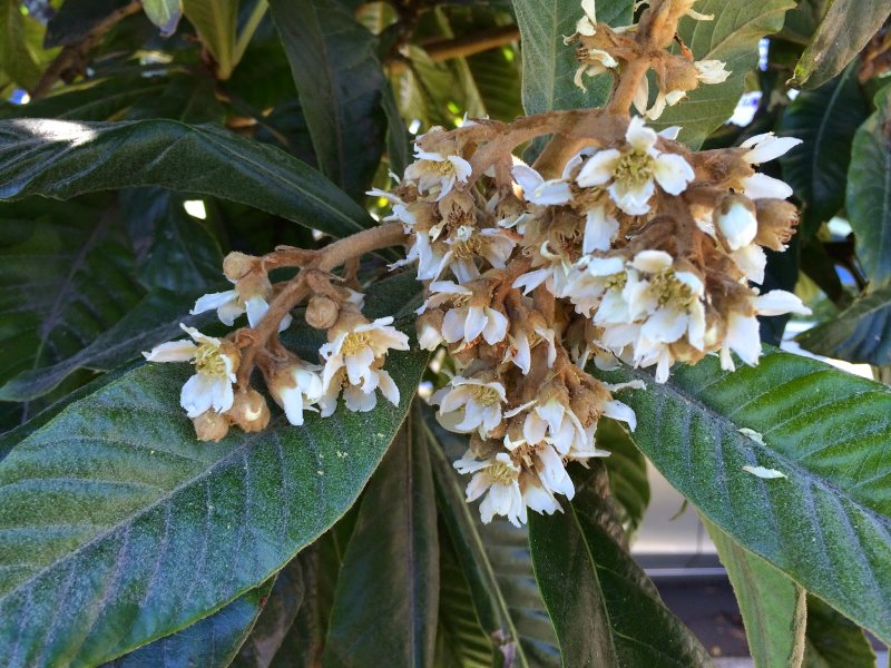 Мушмула японская Eriobotrya japonica