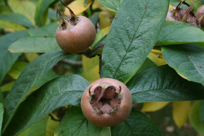 Mespilus Germanica мушмула Германская