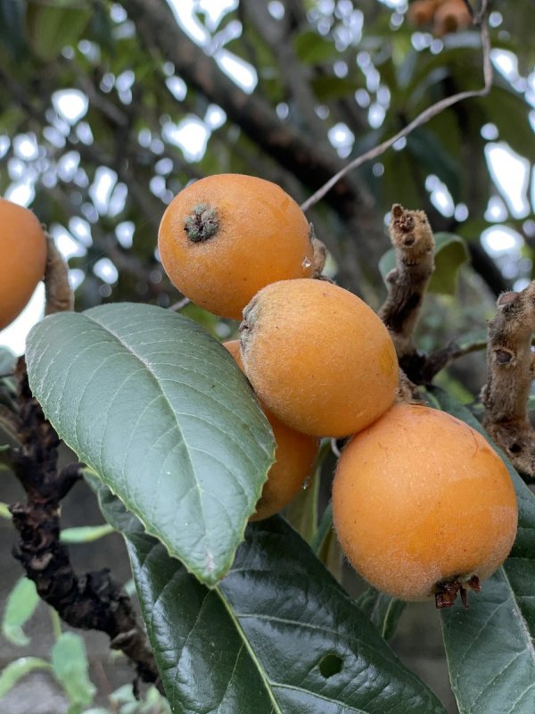 Мушмула японская Eriobotrya japonica