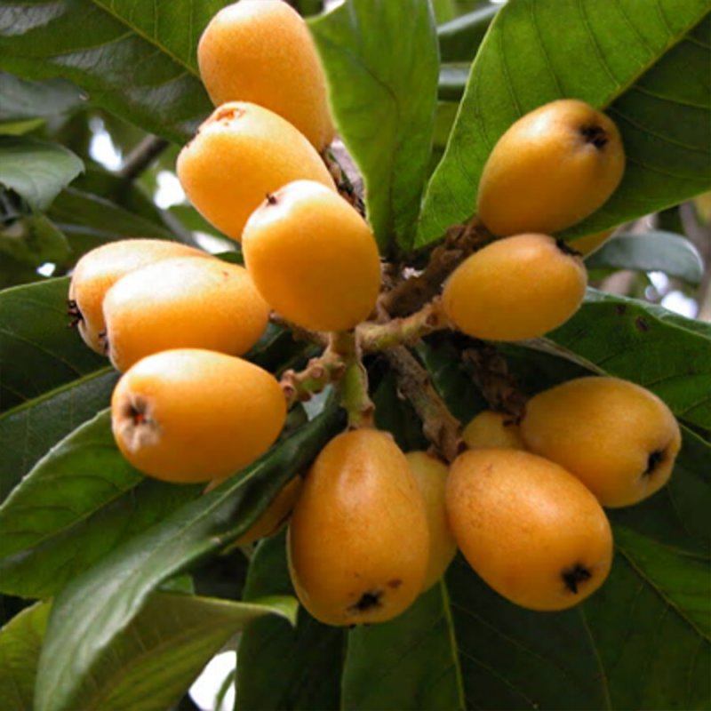 Мушмула оранж (2 года)