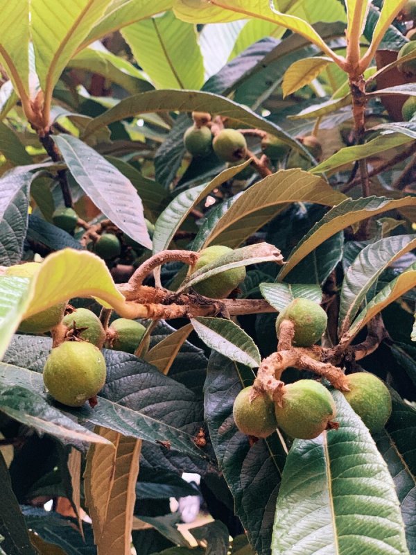Mespilus Germanica мушмула Германская