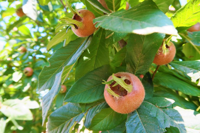 Eriobotrya japonica