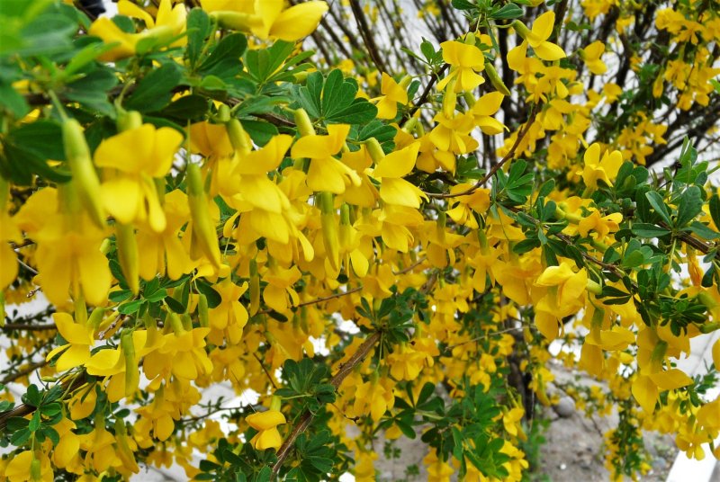 Карагана древовидная (Caragana arborescens)