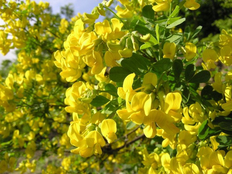 Карагана древовидная (Caragana arborescens)