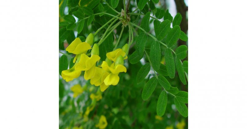 Карагана древовидная (Caragana arborescens)