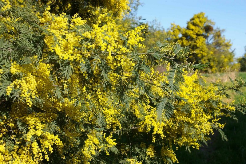 Акация Caragana arborescens