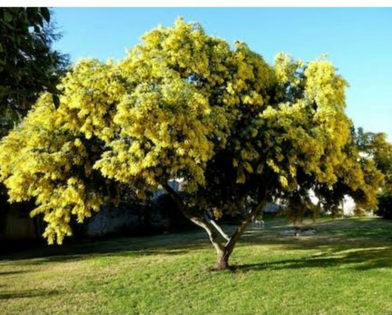 Карагана древовидная (Caragana arborescens)