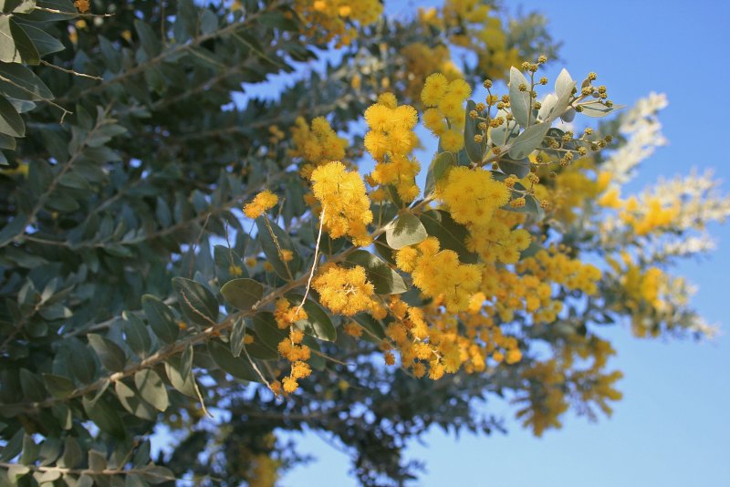 Акация желтая Сaragana arborescens
