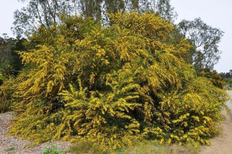 Карагана древовидная (Caragana arborescens)