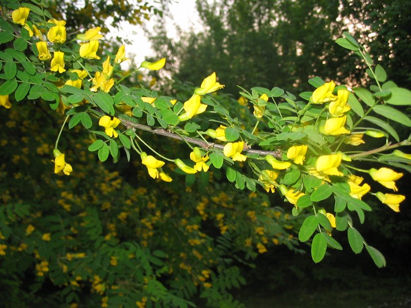 Карагана Пендула