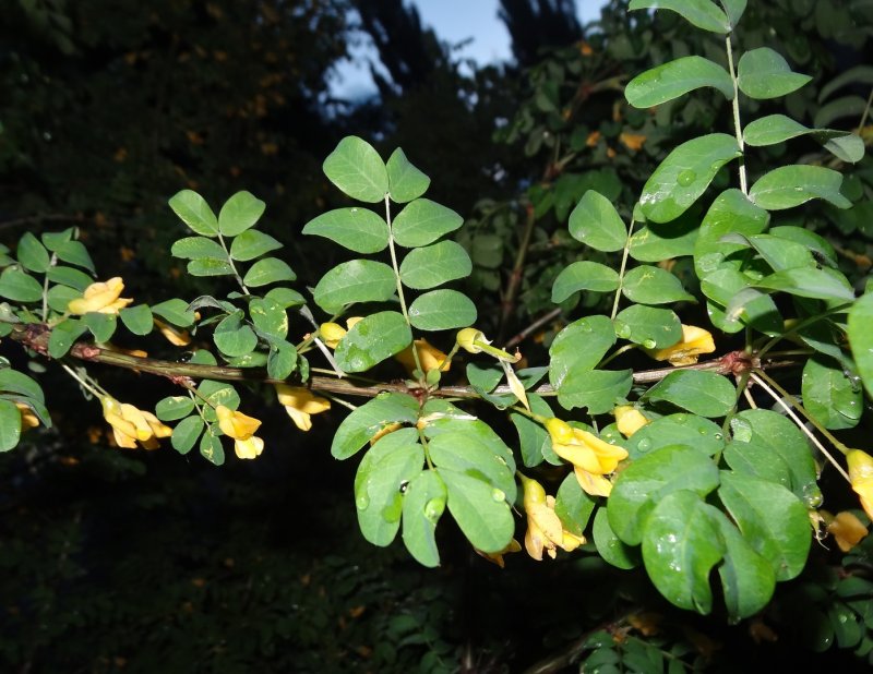 Acacia confusa растение