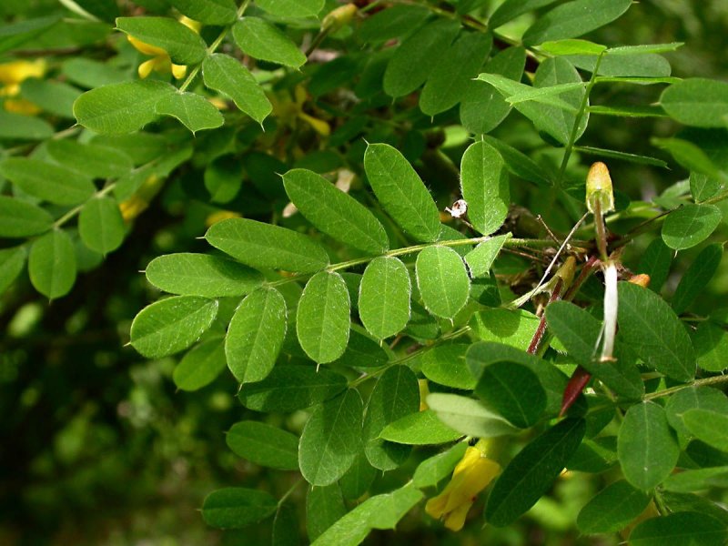 Акация подалириелистная (Acacia podalyriifolia)