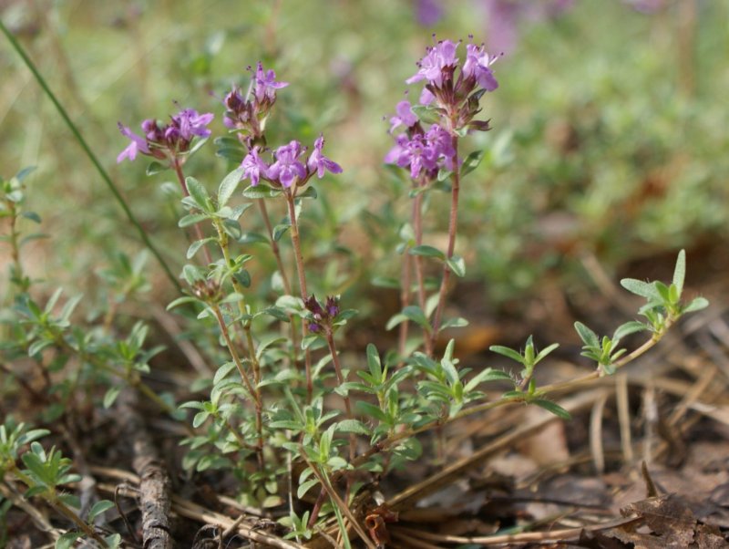 Чабрец (Thymus serpyllum)