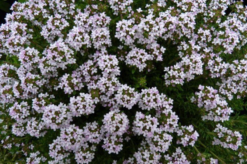 Тимьян обыкновенный Thymus vulgaris