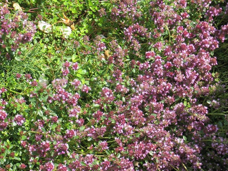 Тимьян, чабрец (Thymus)