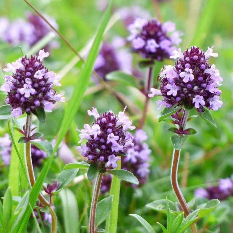 Тимьян ползучий (Thymus serpyllum 'Magic Carpet')