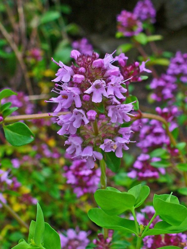 Чабрец (Thymus serpyllum)