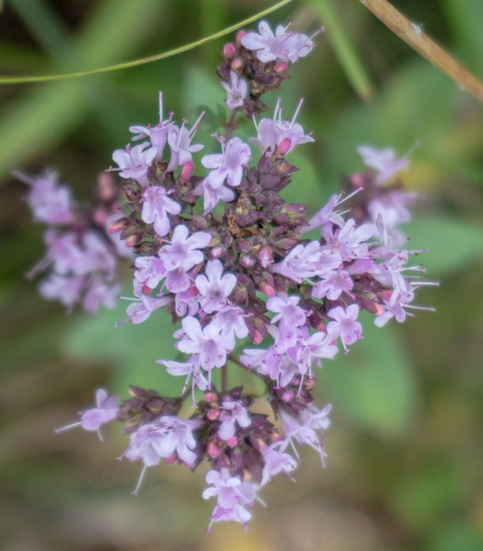 Тимьян обыкновенный Thymus vulgaris