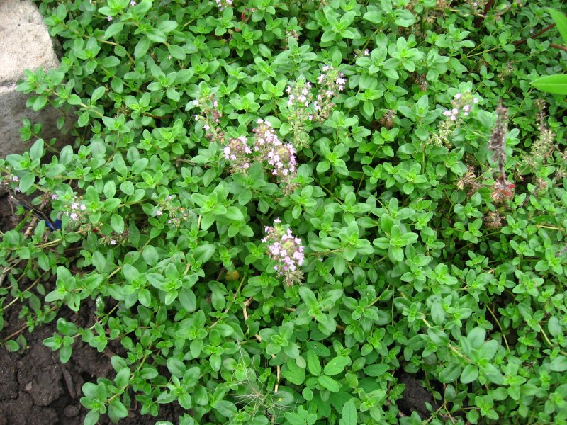 Тимьян (чабрец) обыкновенный (Thymus vulgaris)