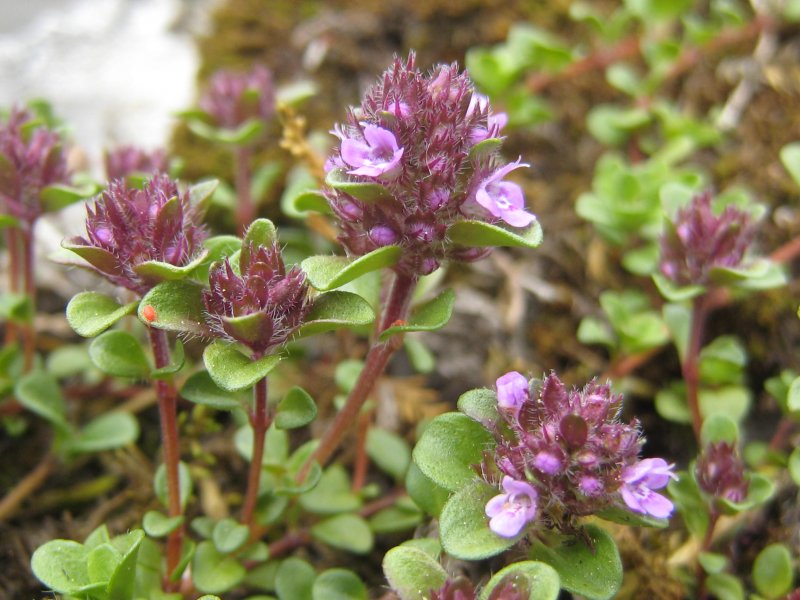 Тимьян ранний, Thymus praecox "Red Carpet"