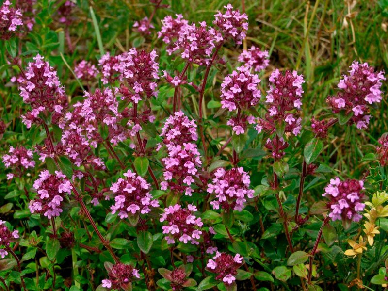 Тимьян, чабрец (Thymus)