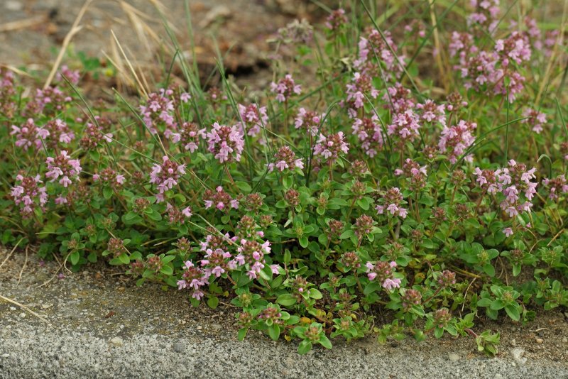 Тимьян Thymus pulegioides splendens