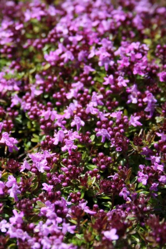 Thymus serpyllum coccineus
